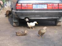 Albums/20060800-China Aug 2006/20060809-Shenyang - Guoqi Village/12